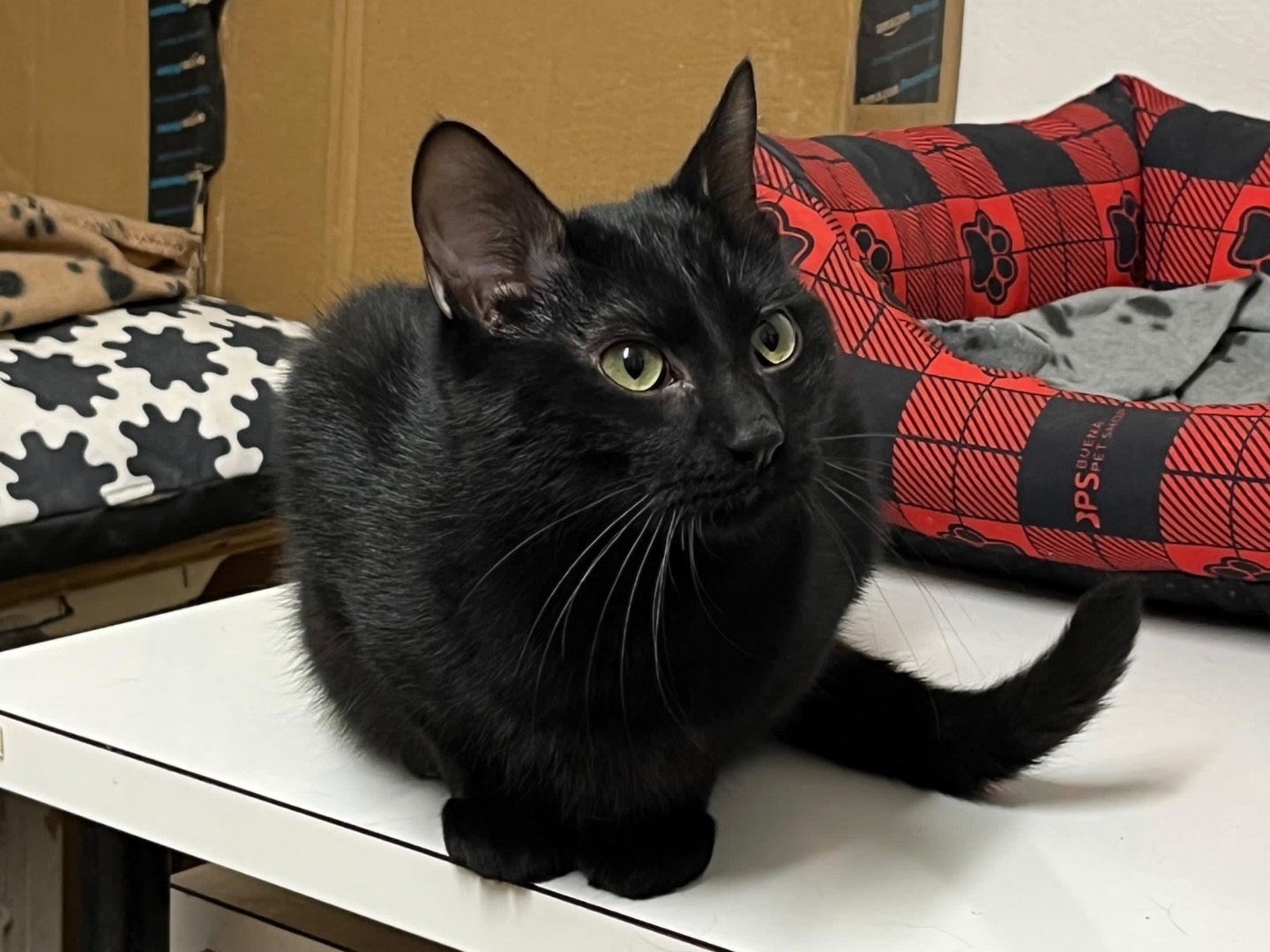 Adotta un gatto, maschio, 8 mesi, Ancona