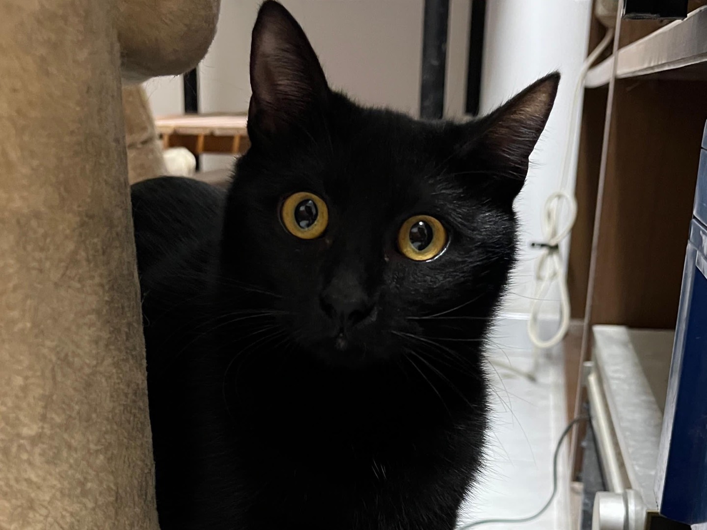 Adotta un gatto, taglia non valida, maschio, Ancona