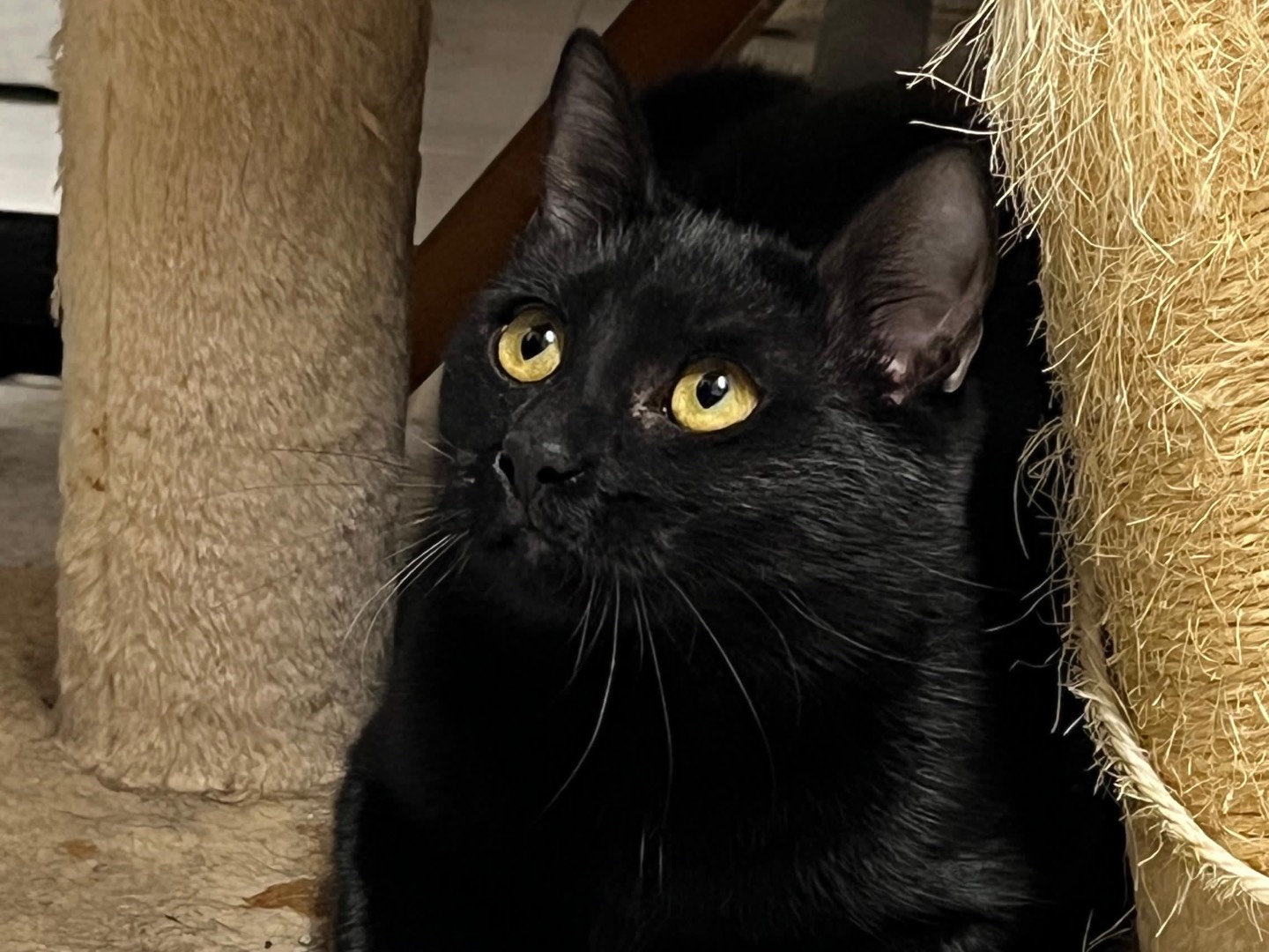 Vuoi adottare un gatto a Ancona?