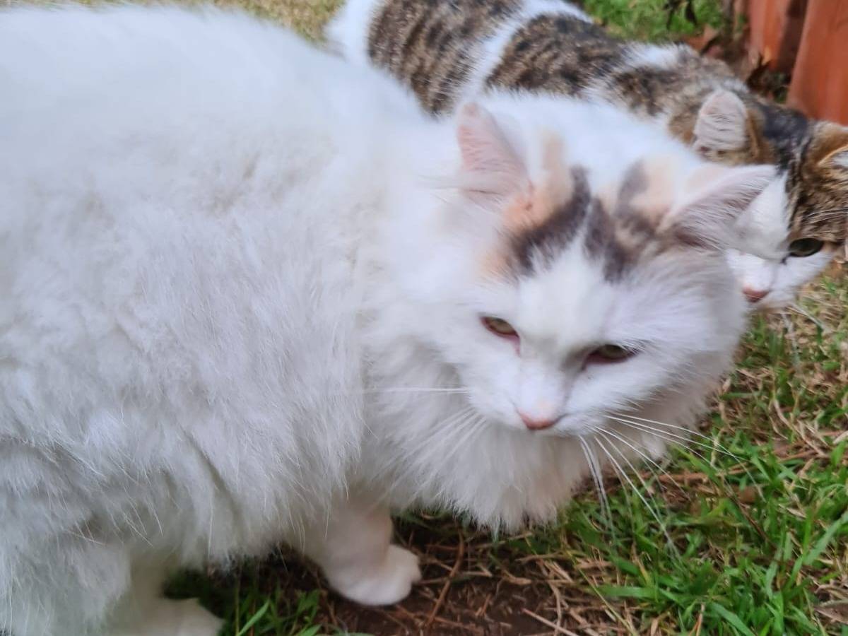 Adotta un gatto, femmina, 3 anni  e 4 mesi , Viterbo