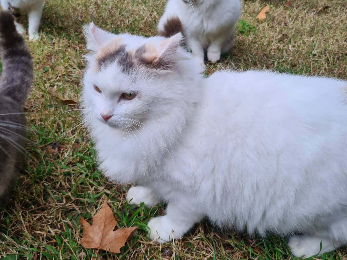 Adotta un gatto, taglia non valida, femmina, Viterbo