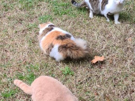 Adotta un gatto, femmina, 3 anni  e 10 mesi , Viterbo
