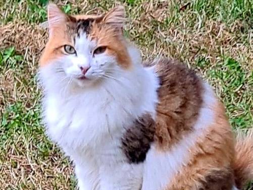 Adotta un gatto, taglia non valida, femmina, Viterbo