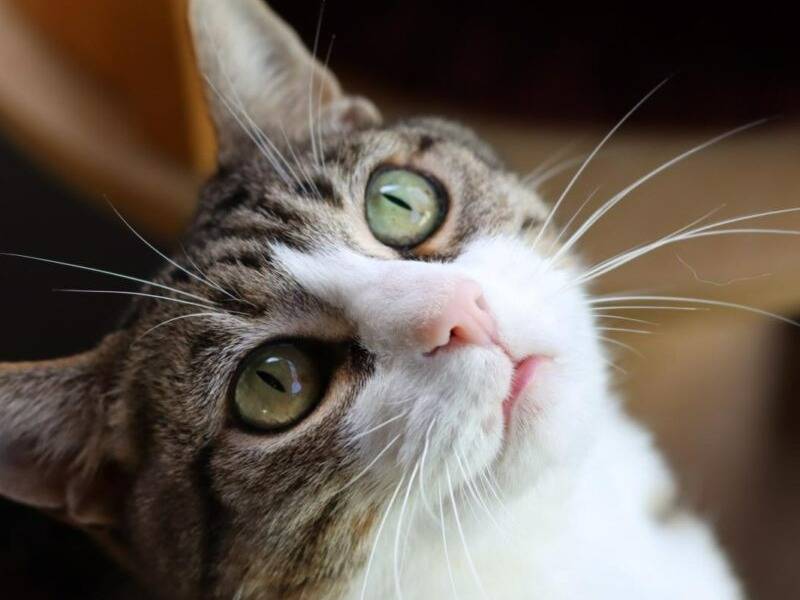 Foto dell'animale