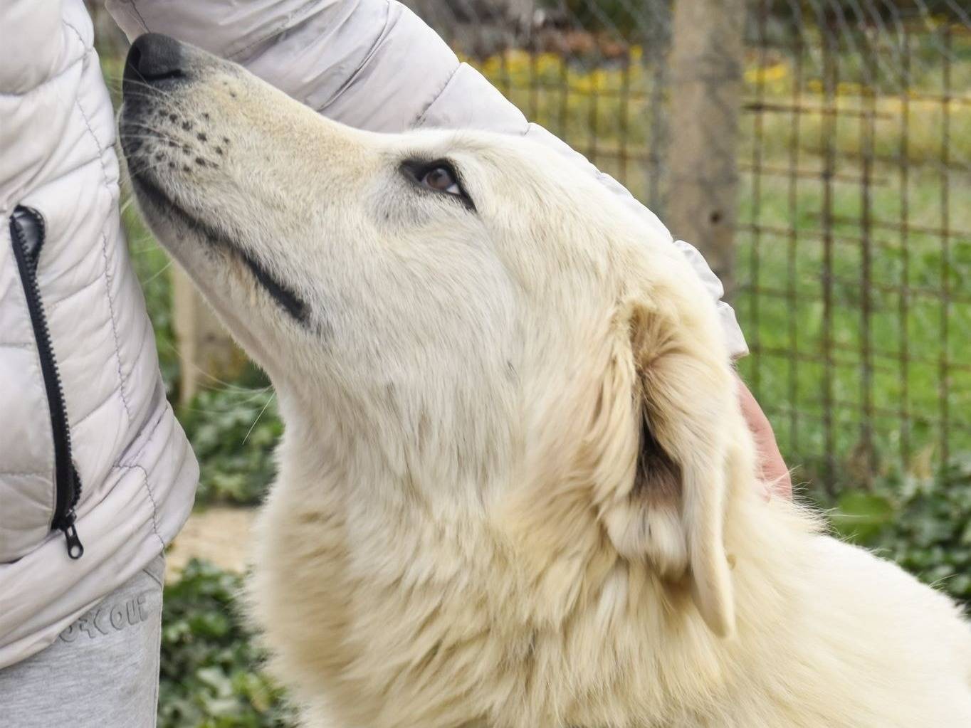Adotta un cane, maschio, 5 anni , Crotone