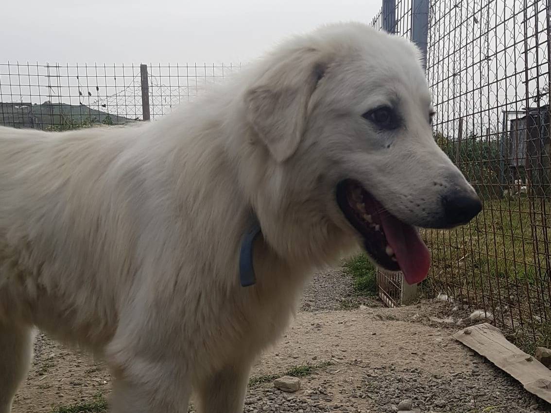 Adotta un cane, taglia media, maschio, Crotone