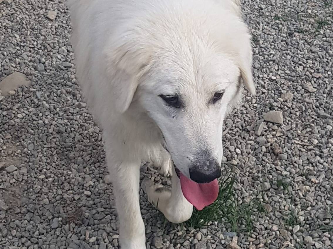 Vuoi adottare un cane a Crotone?