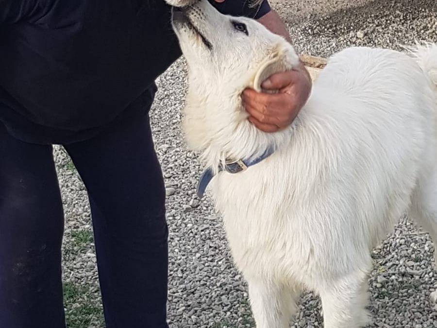 Adotta il cane white a Crotone