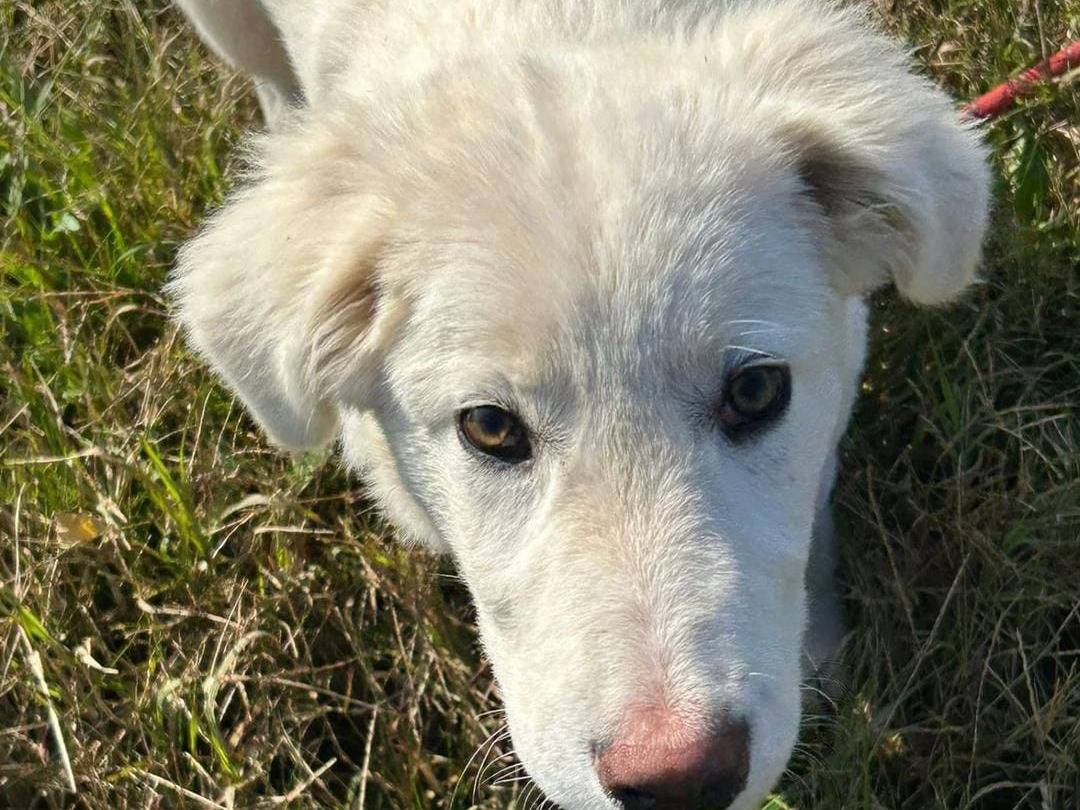 Adozione cane, maschio, Razza sconosciuta Razza sconosciuta, 1 anno e 1 mese, taglia grande, Pavia