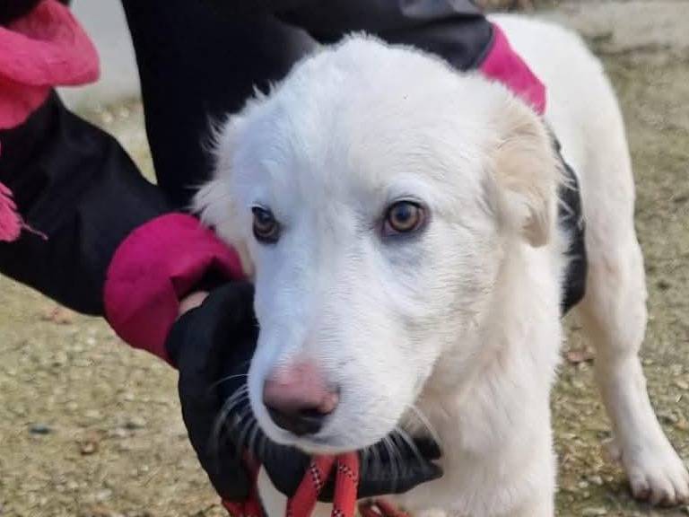 Adotta un cane, taglia grande, maschio, Pavia