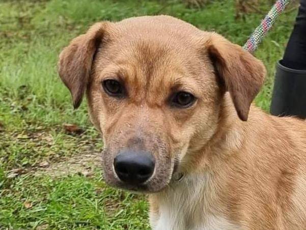 Adotta un cane, femmina, 8 mesi, Pavia