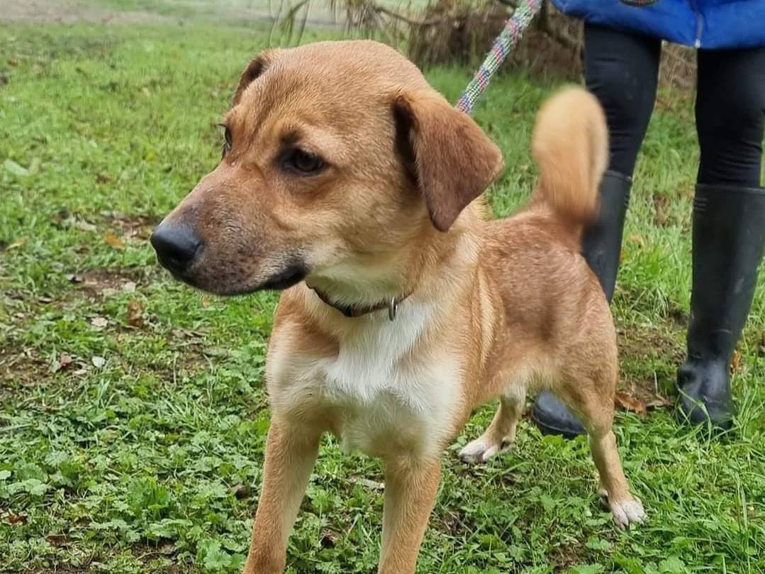 Adotta un cane, taglia media, femmina, Pavia