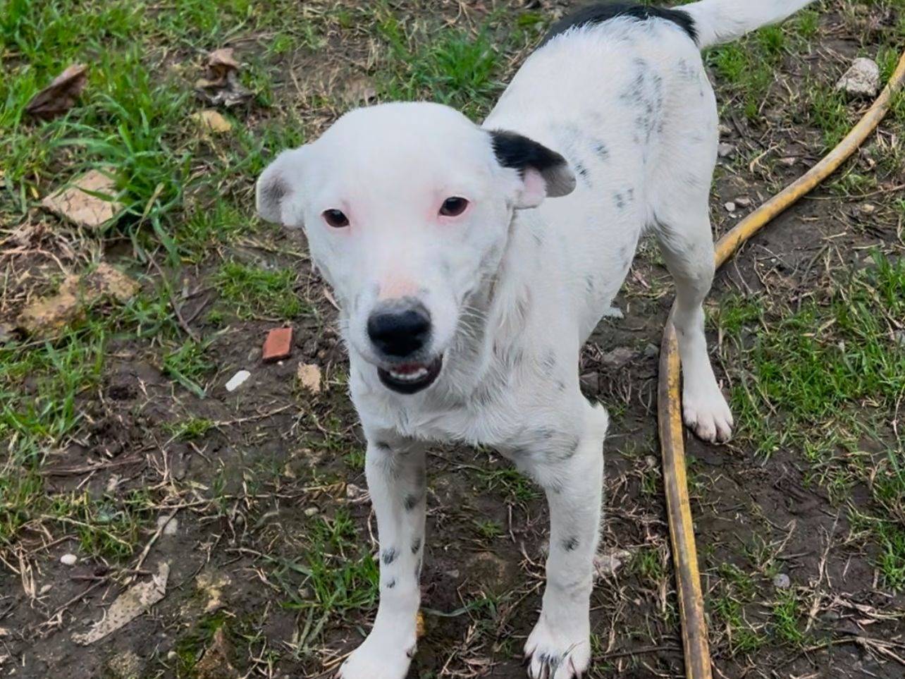 Adotta un cane, femmina, 11 mesi, Crotone