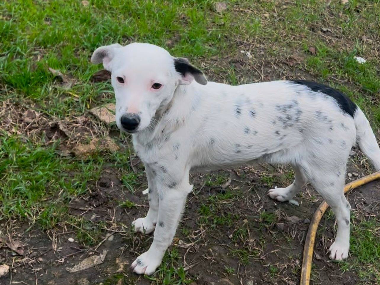 Adotta un cane, taglia media, femmina, Crotone
