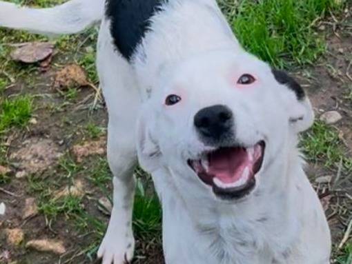 Vuoi adottare un cane a Crotone?