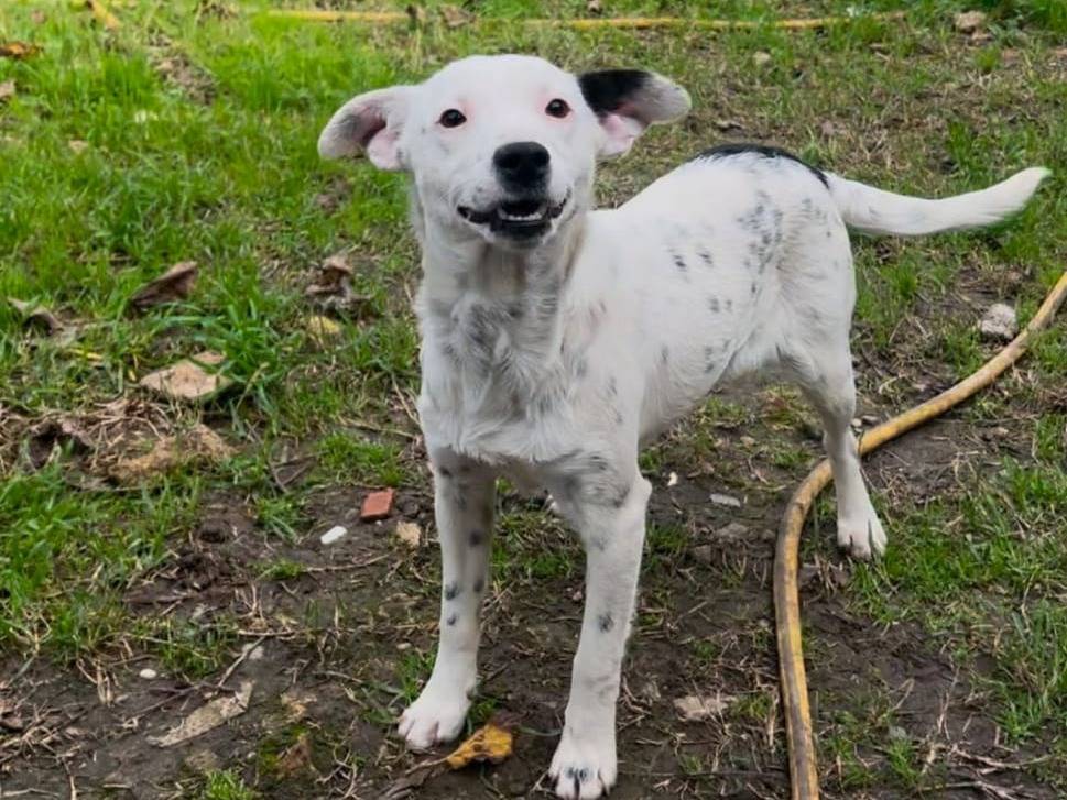 Adotta il cane JOLIE a Crotone