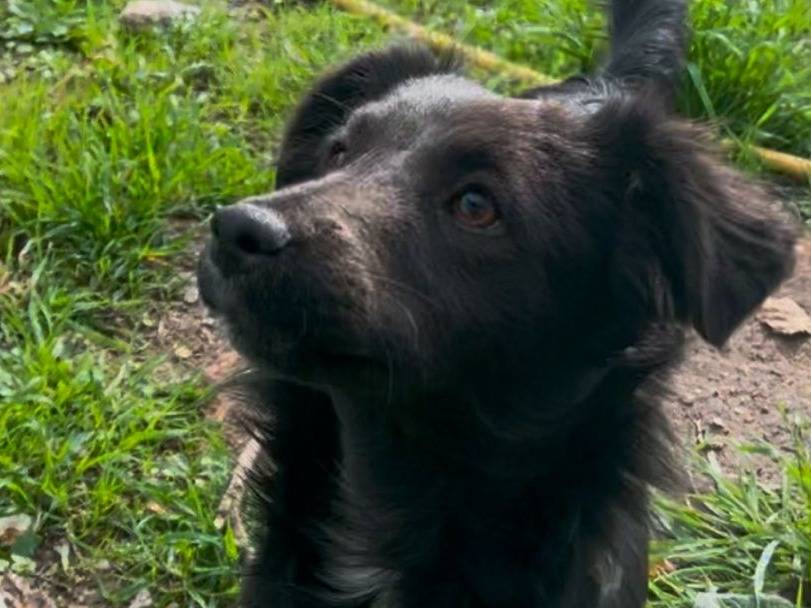 Foto dell'animale