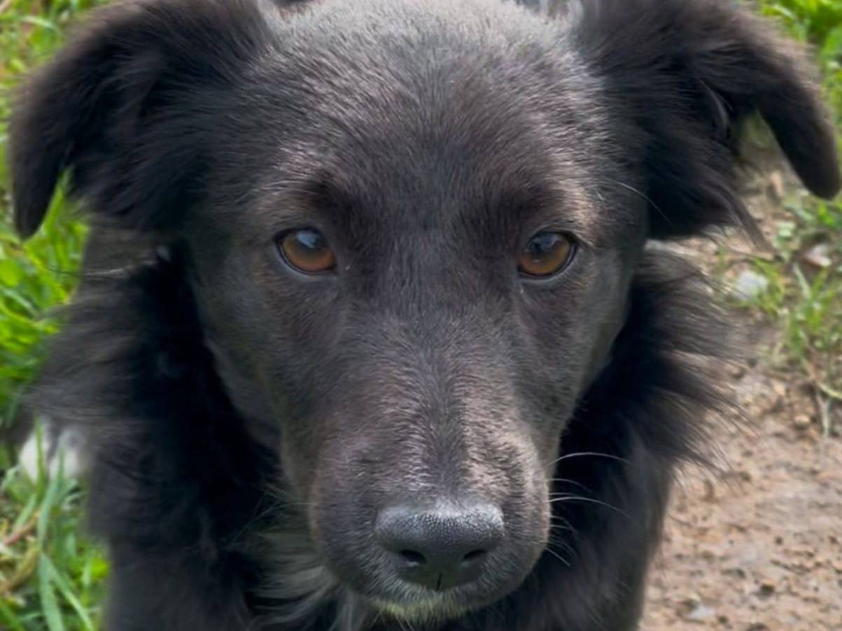 Adotta un cane, femmina, 7 mesi, Crotone