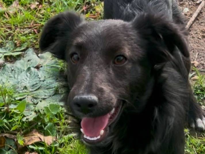 Adotta un cane, taglia media, femmina, Crotone