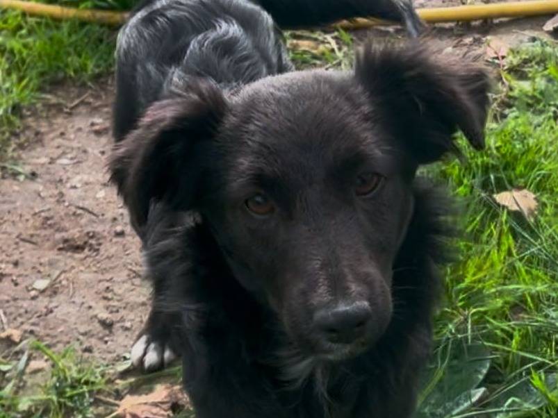 Vuoi adottare un cane a Crotone?