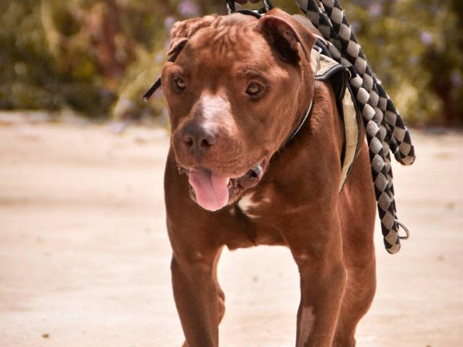 Adotta un cane, maschio, 3 anni  e 7 mesi , Crotone