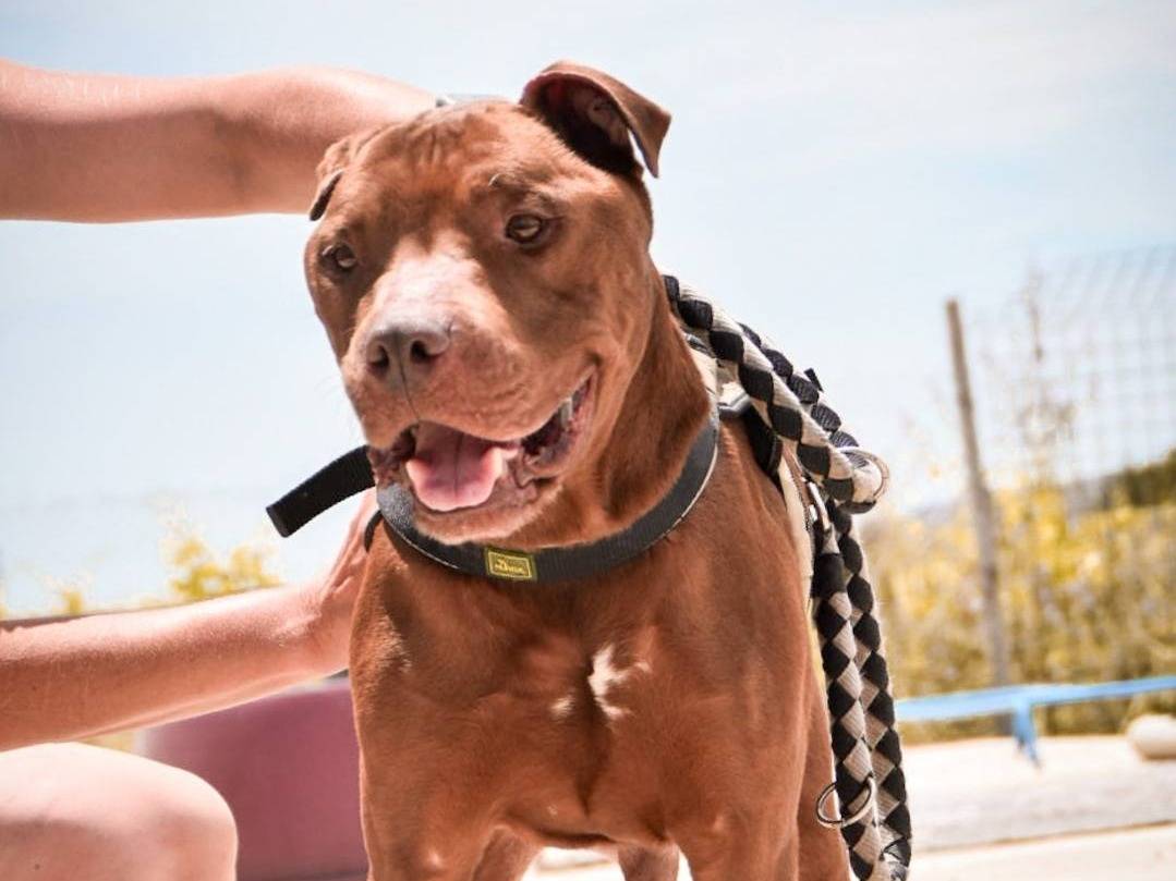 Adotta un cane, taglia media, maschio, Crotone