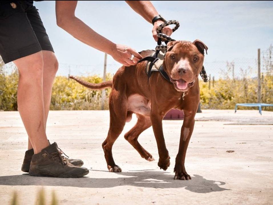 Adotta il cane YAKO a Crotone