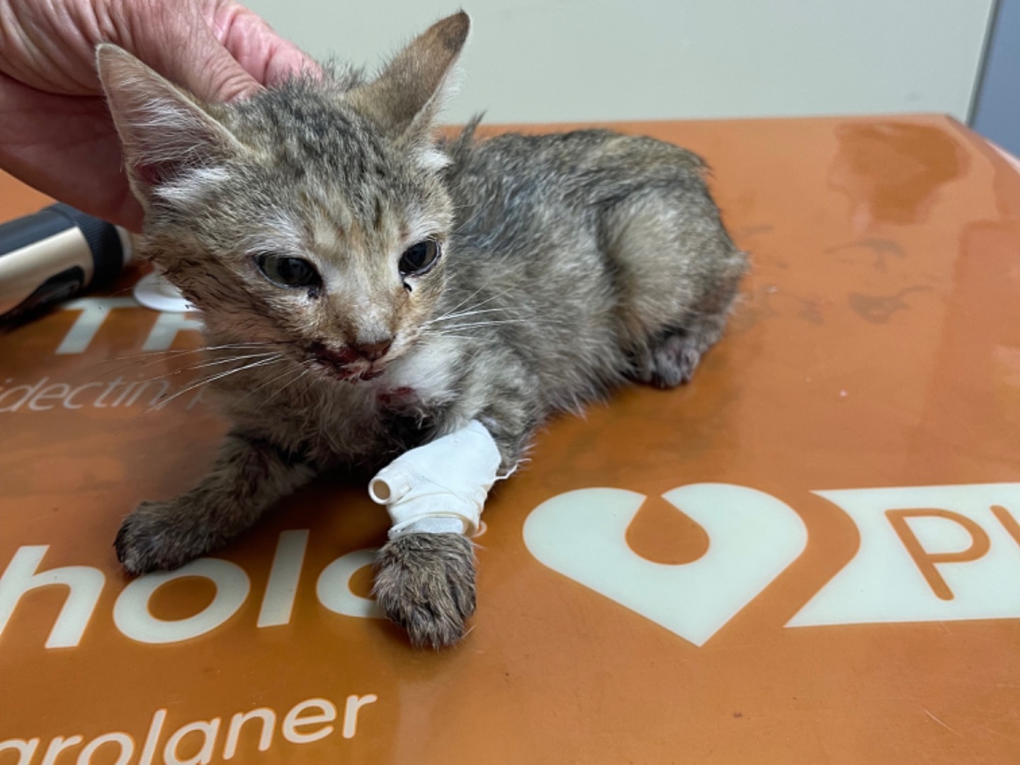 Adotta un gatto, femmina, 9 mesi, Cosenza