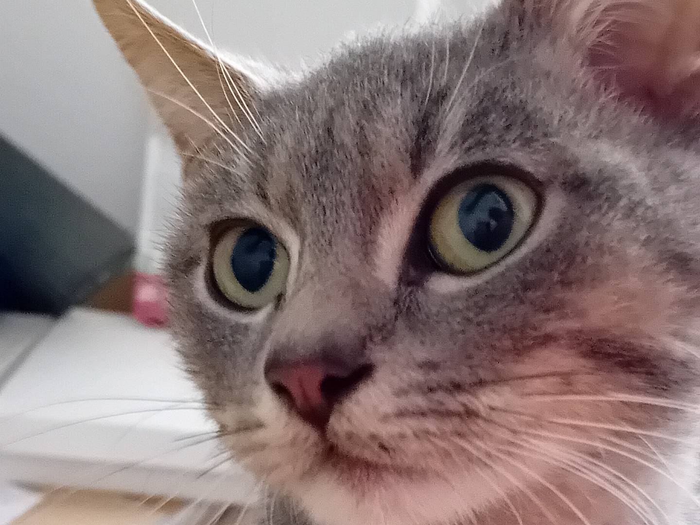 Adozione gatto, maschio, Razza sconosciuta Razza sconosciuta, 1 anno e 9 mesi, taglia non valida, Chieti
