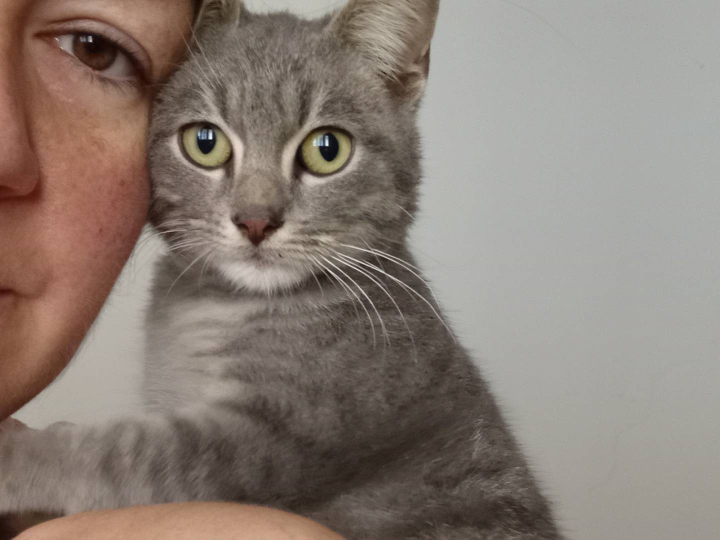 Adotta un gatto, maschio, 1 anno e 9 mesi, Chieti