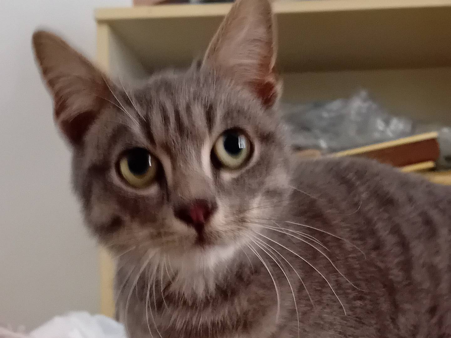 Adotta un gatto, taglia non valida, maschio, Chieti