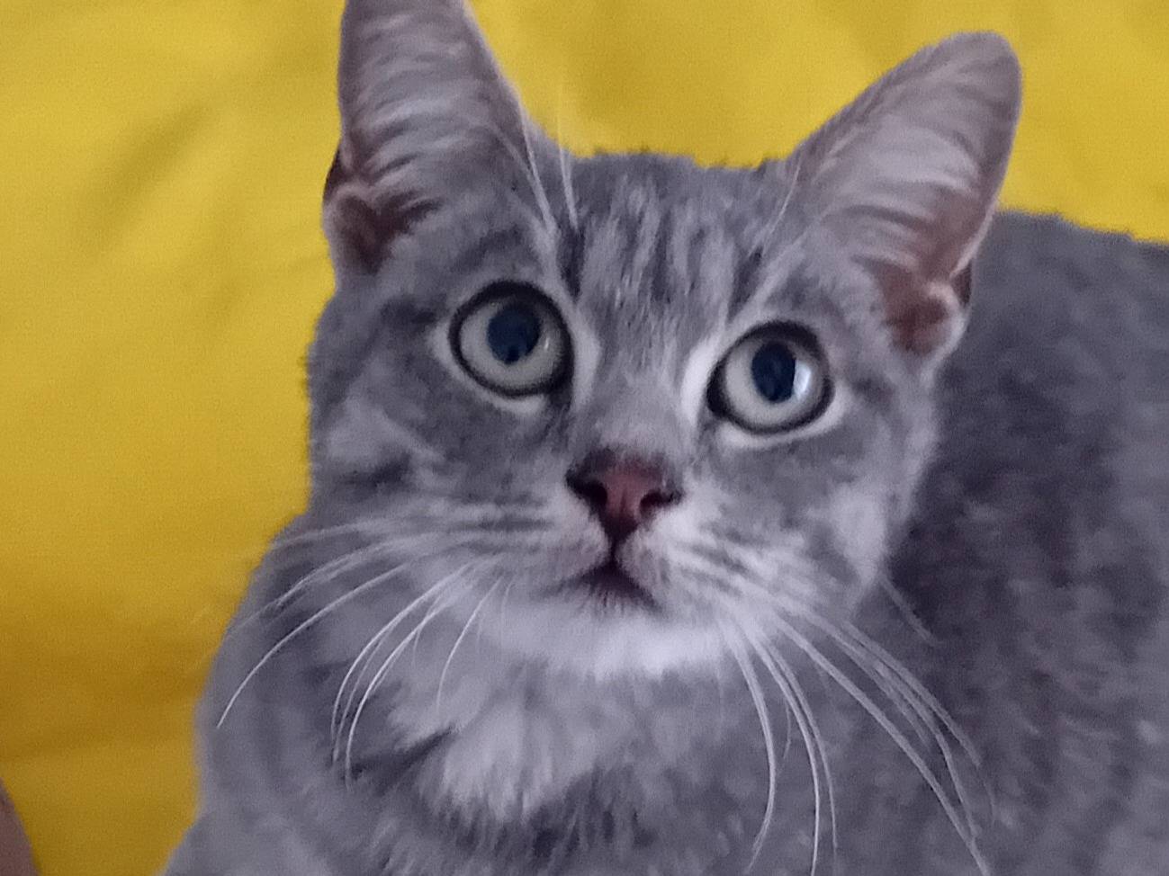 Vuoi adottare un gatto a Chieti?