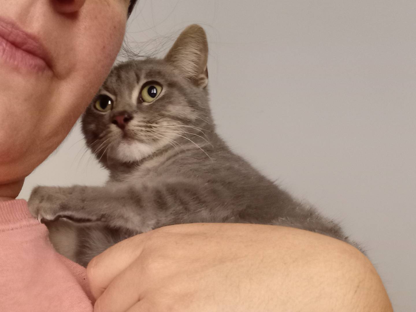 Adotta il gatto Chicco a Chieti