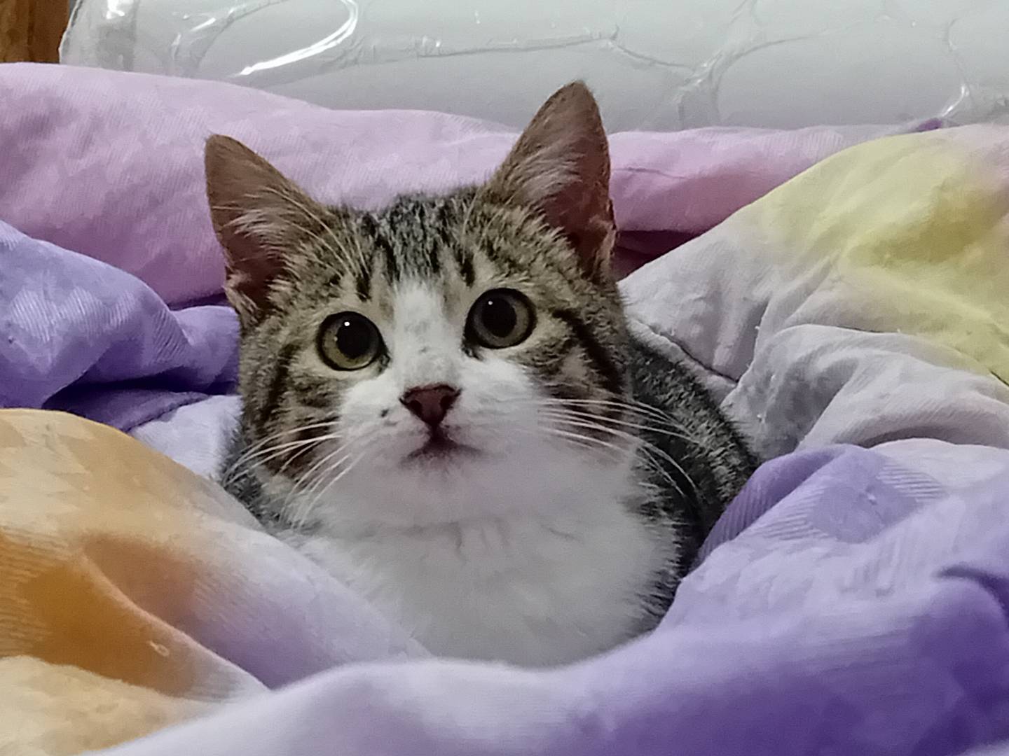 Adozione gatto, maschio, Razza sconosciuta Razza sconosciuta, 1 anno e 8 mesi, taglia non valida, Forl