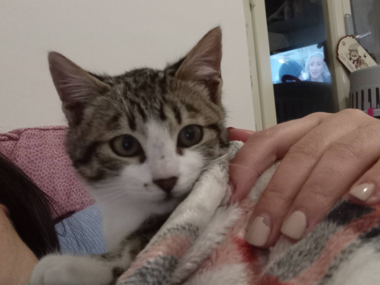 Adotta un gatto, maschio, 1 anno e 8 mesi, Forl