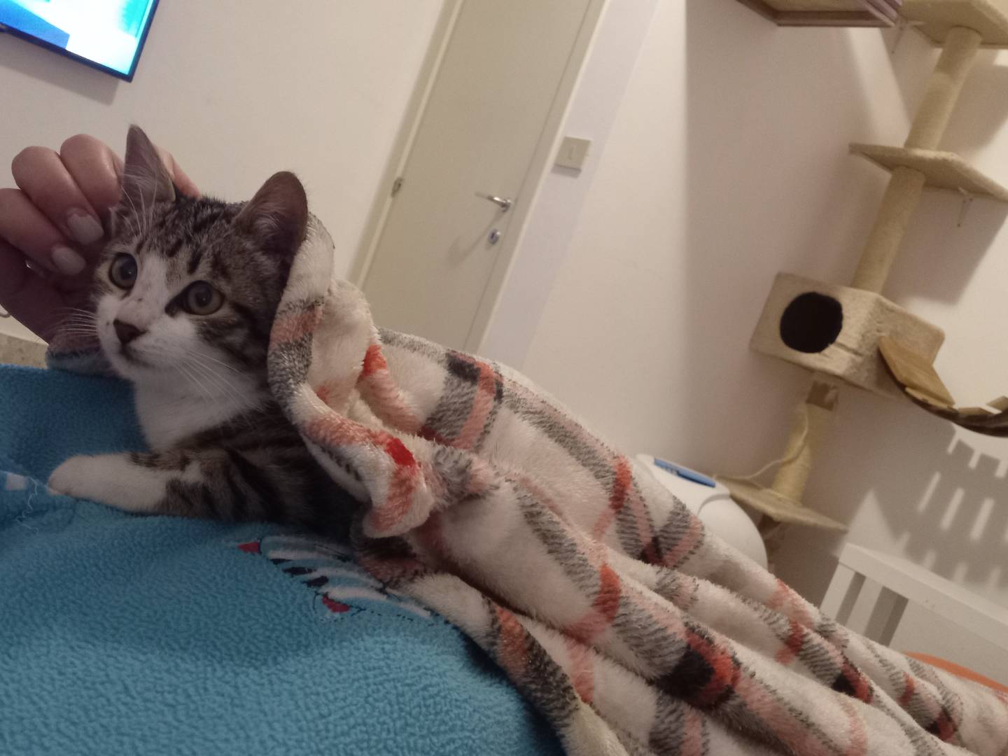 Adotta un gatto, taglia non valida, maschio, Forl