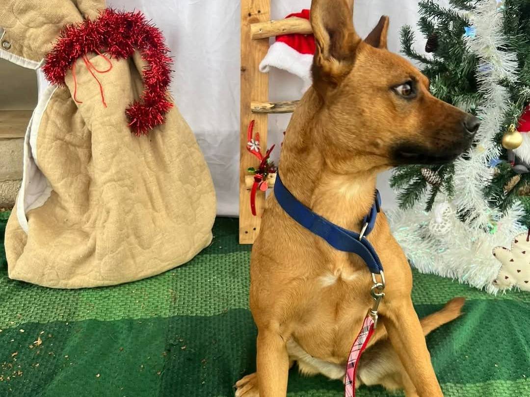 Adozione cane, femmina, Razza sconosciuta Razza sconosciuta, 2 anni e 7 mesi, taglia media, Bari