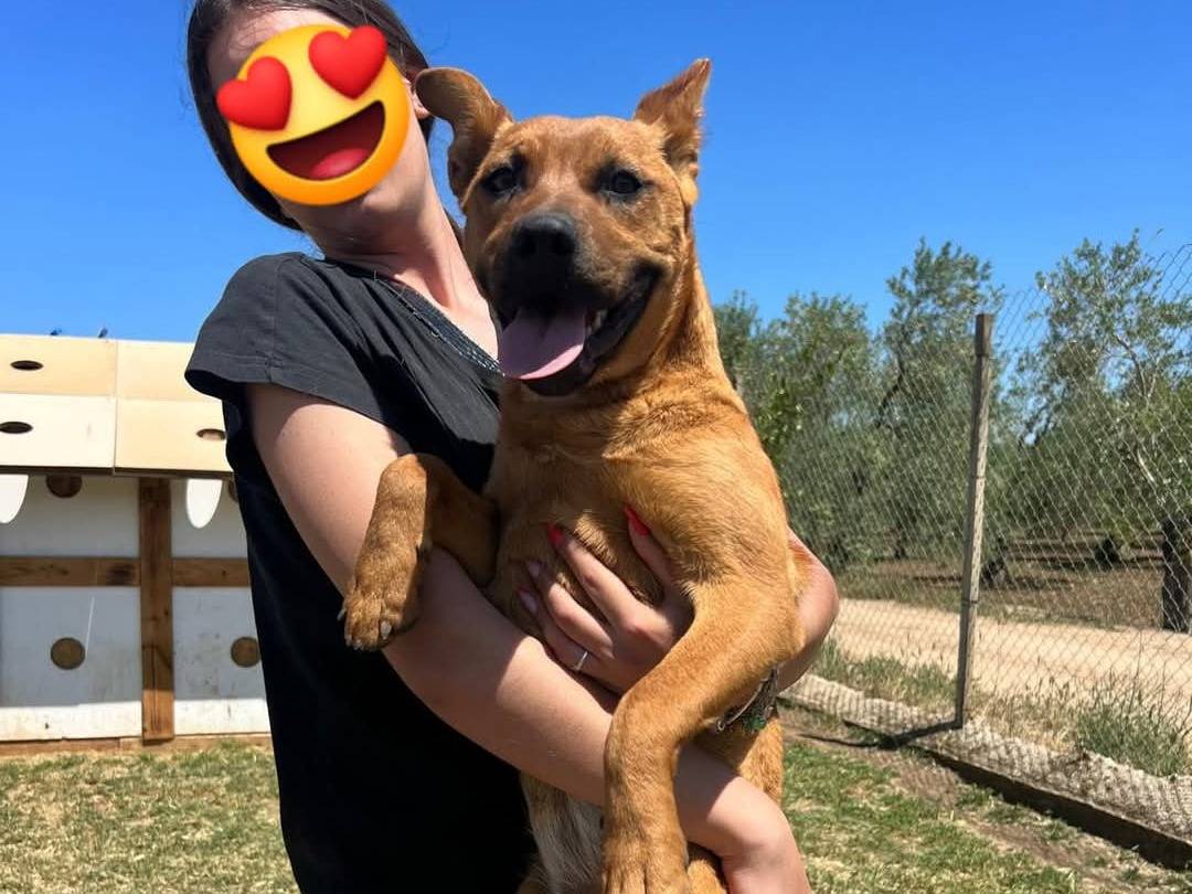 Adotta un cane, femmina, 2 anni e 7 mesi, Bari