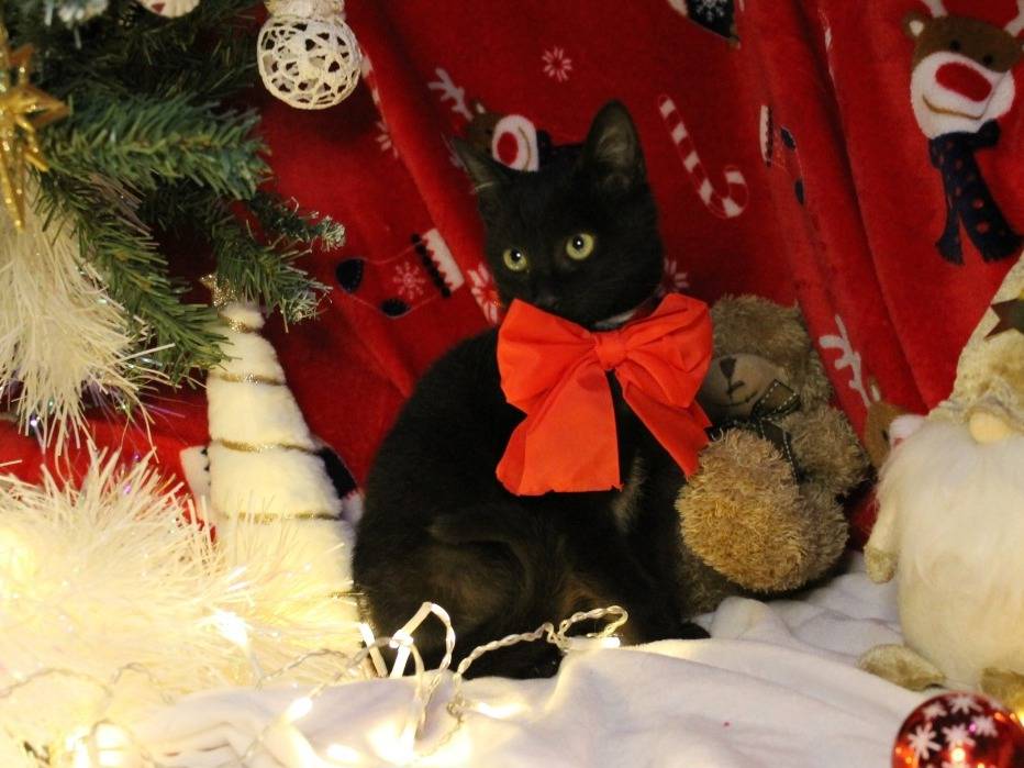 Adozione gatto, femmina, Razza sconosciuta Razza sconosciuta, 1 anno e 6 mesi, taglia non valida, Bari