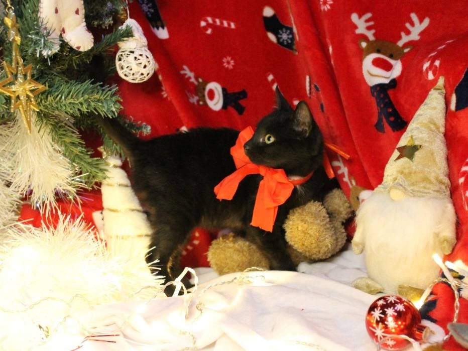 Adotta un gatto, taglia non valida, femmina, Bari