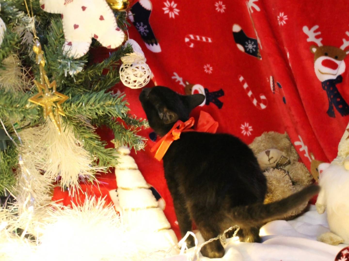 Vuoi adottare un gatto a Bari?
