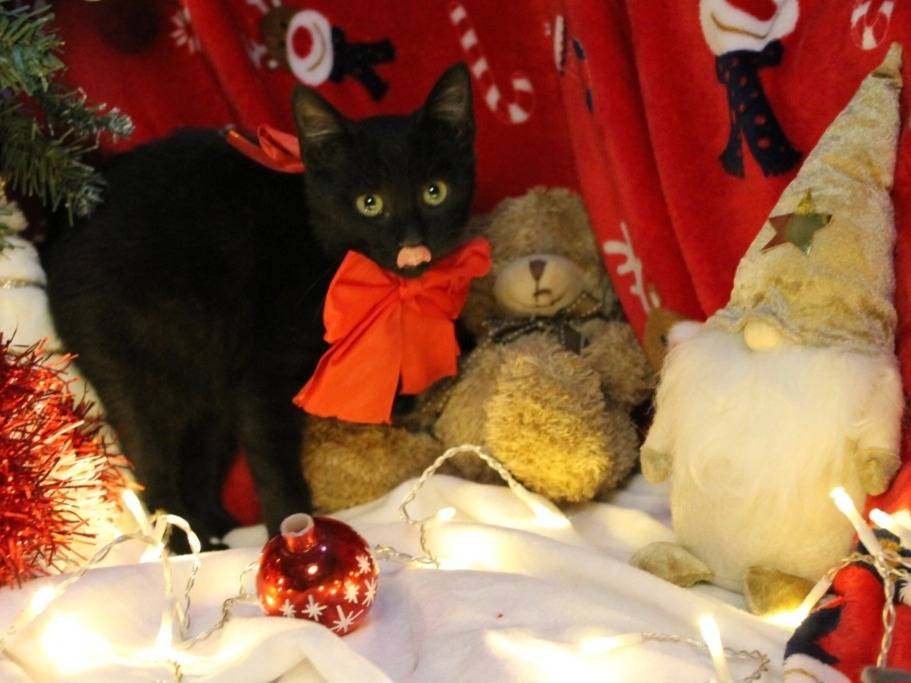 Adotta il gatto Chanty a Bari