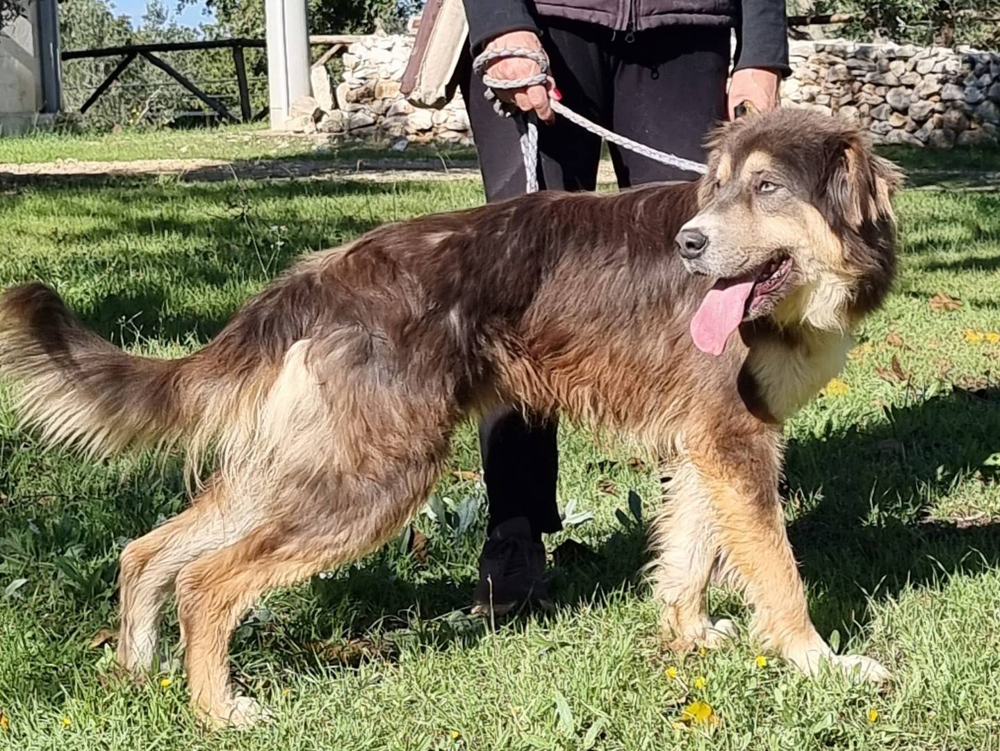 Adotta un cane, taglia grande, maschio, Bari