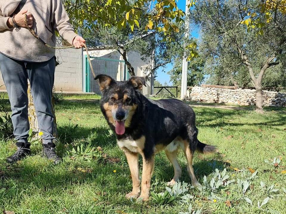 Adotta un cane, maschio, 8 anni  e 5 mesi , Bari