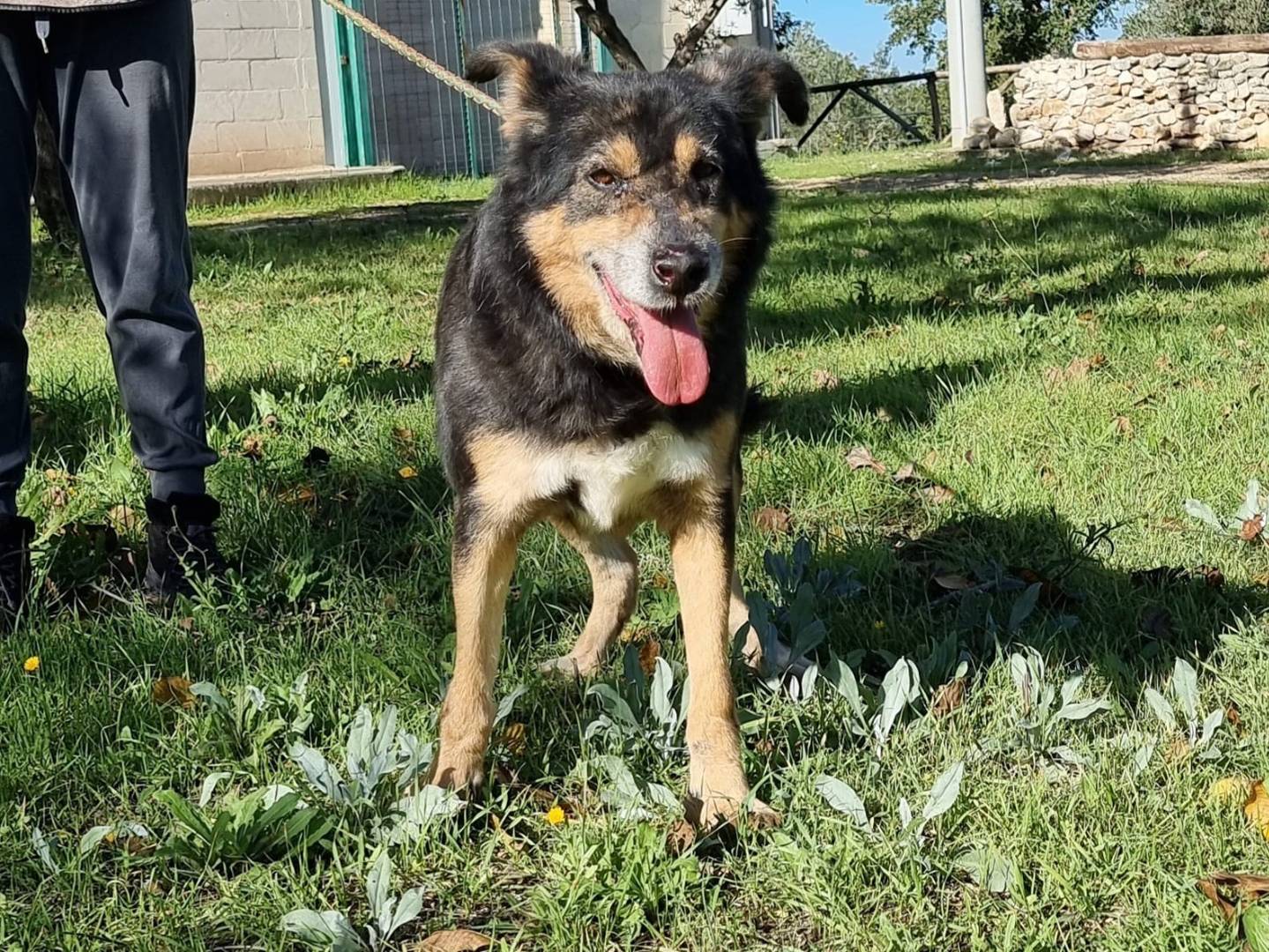 Adotta un cane, taglia media, maschio, Bari