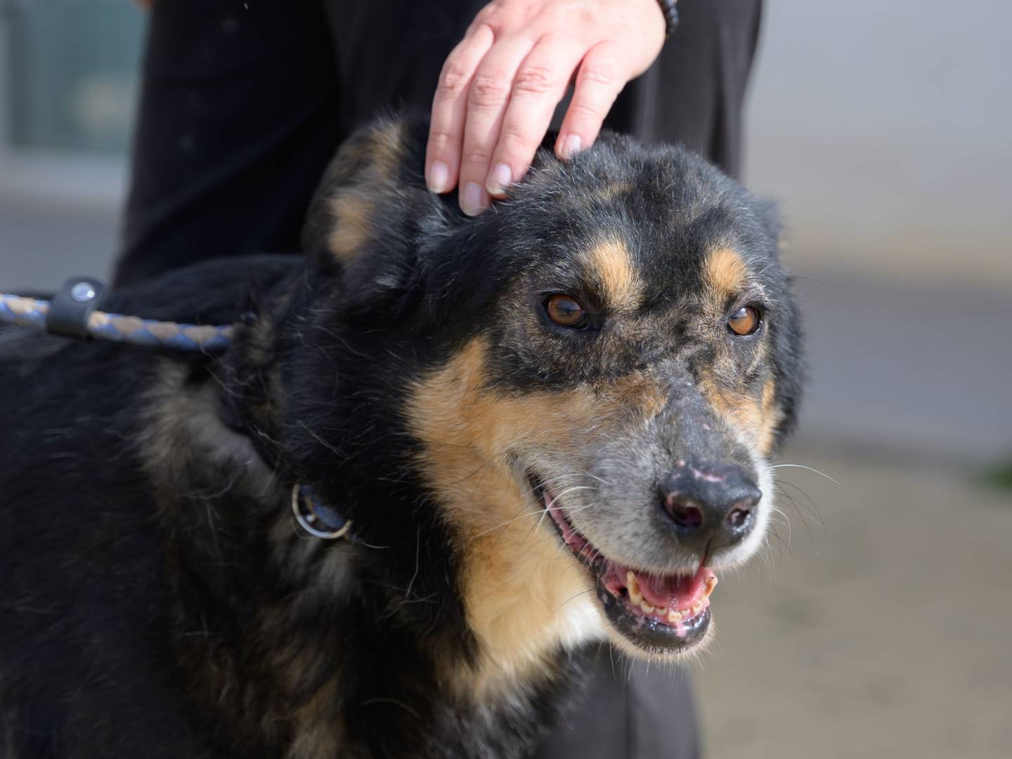 Vuoi adottare un cane a Bari?