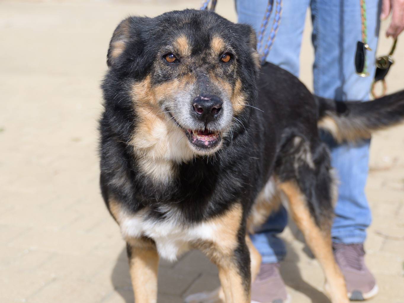 Adotta il cane KROSTA a Bari
