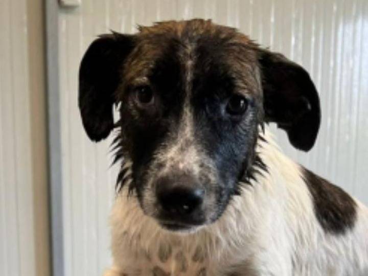 Adotta un cane, maschio, 1 anno e 5 mesi, Crotone