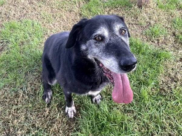 Adotta un cane, taglia grande, femmina, Latina