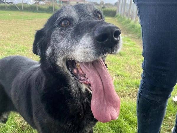 Vuoi adottare un cane a Latina?